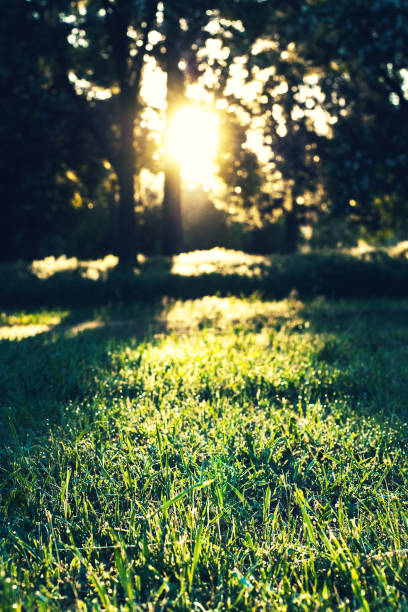 istock Sun rays in the morning in the forest 961540276