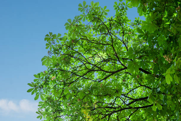istock Crown of a green chestnut 961540416
