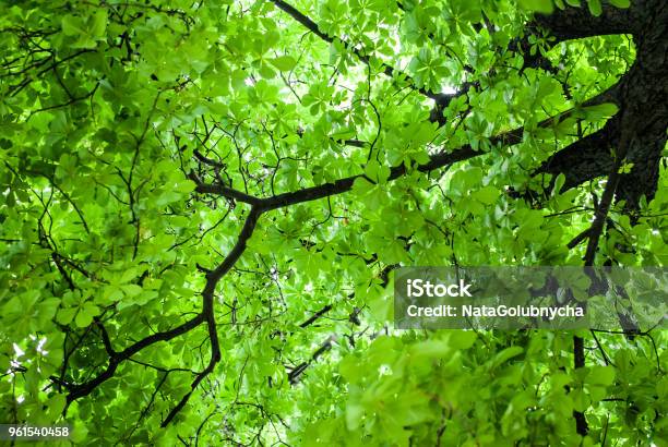 Crown Of A Green Chestnut Stock Photo - Download Image Now - Blue, Chestnut Tree, Crown - Headwear