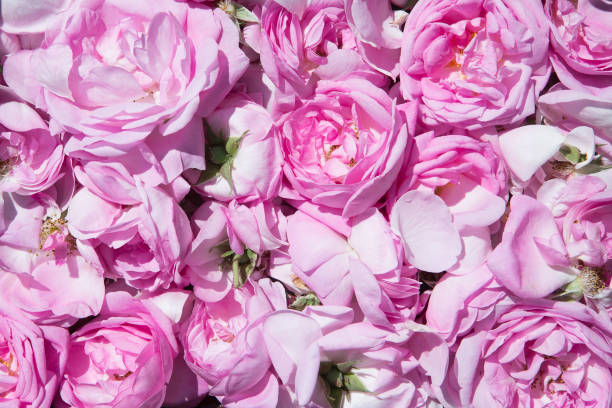 istock tea rose petals. Rose oil production. 961544142