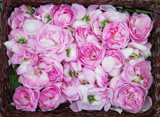 tea rose petals. Rose oil production.