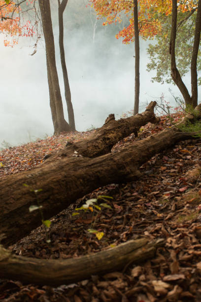 istock Morning Fog 961544208