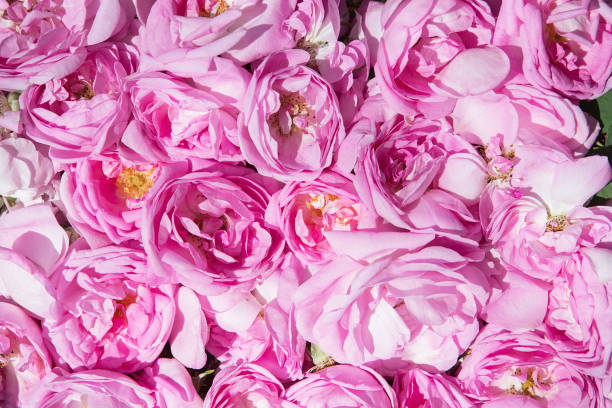 tea rose petals. Rose oil production.