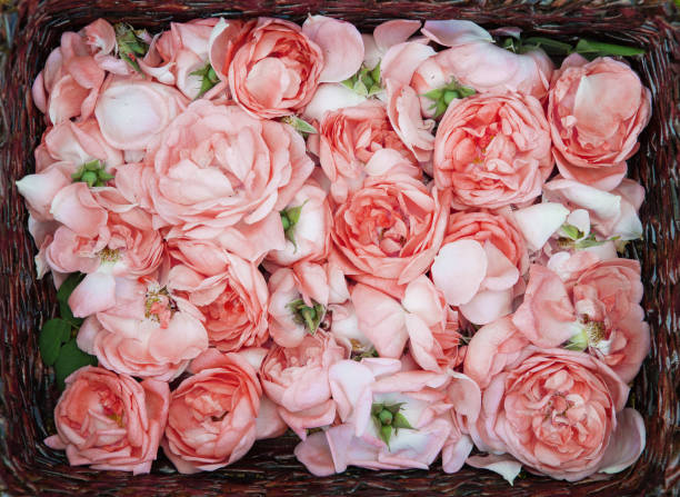 istock tea rose petals. Rose oil production. 961544434
