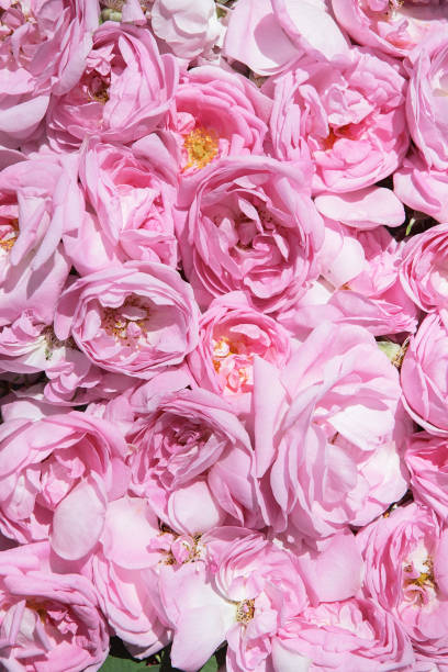 istock tea rose petals. Rose oil production. 961544448