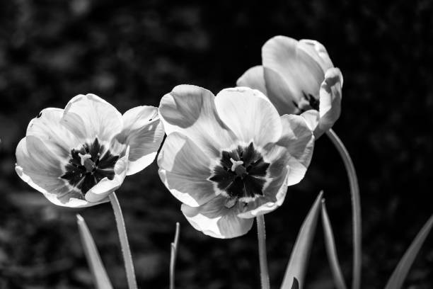 istock Spring flowers in the garden and the natural environment. 961544568