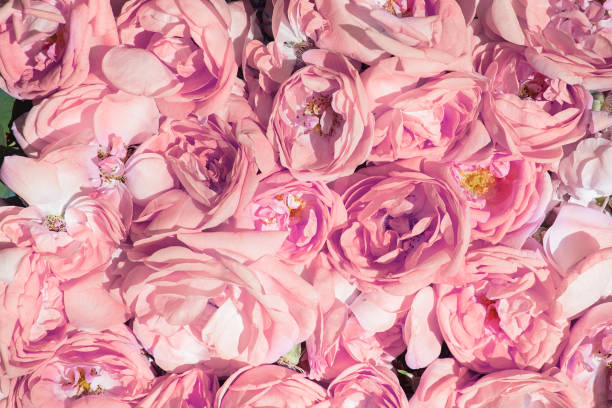 istock tea rose petals. Rose oil production. 961544574