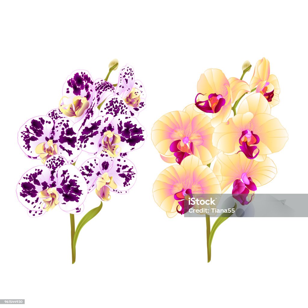Vetores de Orquídea Phalaenopsis Amarela Pintada Roxas E Brancas Flores E  De Ramos E Folhas Tropicais Plantas De Caule E Os Botões Em Uma Fundo  Branco Vintage Botânica Ilustração Vetorial Editável e