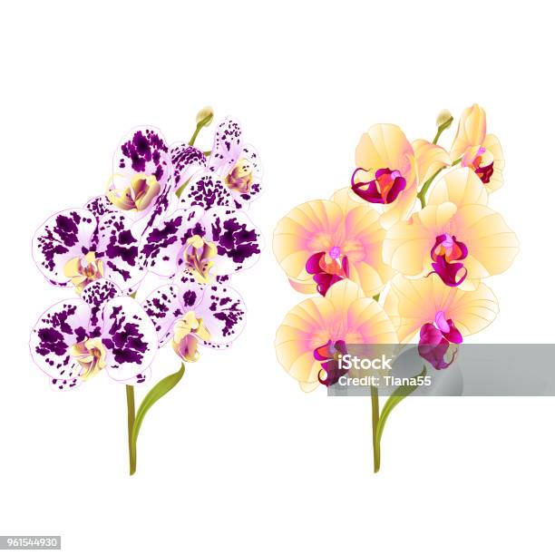 Vetores de Orquídea Phalaenopsis Amarela Pintada Roxas E Brancas Flores E  De Ramos E Folhas Tropicais