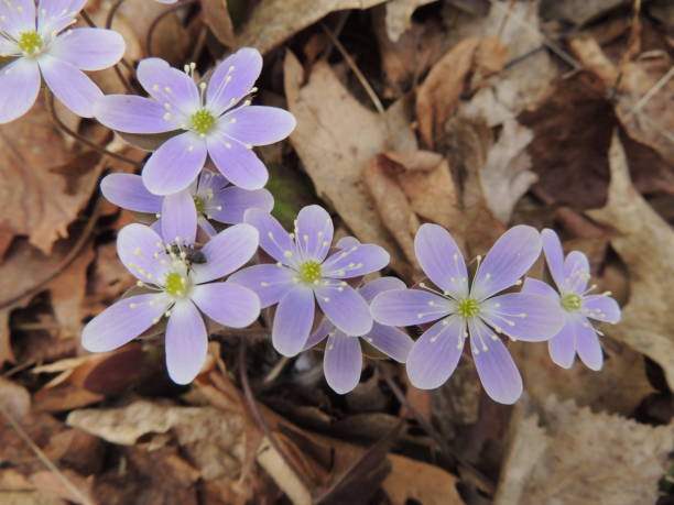 istock Hepatica , pale lilac spring wildflowers 961551040