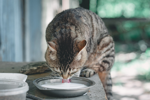 Pedigreed gray cat drinking milk from a saucer