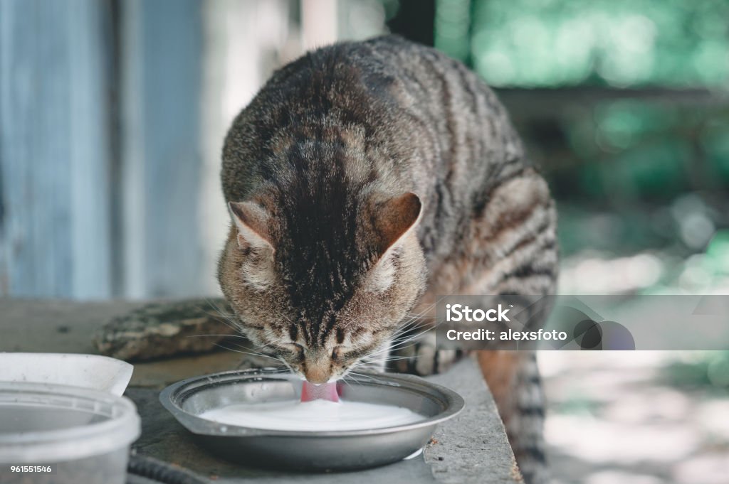 Pedigreed gray cat drinking milk from a saucer Domestic Cat Stock Photo