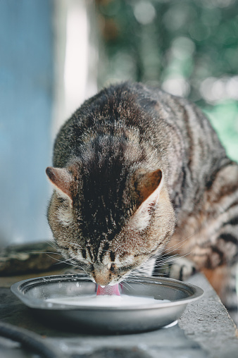 Pedigreed gray cat drinking milk from a saucer