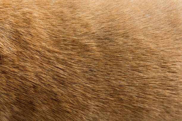 istock Close up Brown dog fur background 961552060