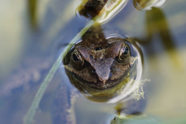 istock Around the pond. The common frog (Rana temporaria). 961552502