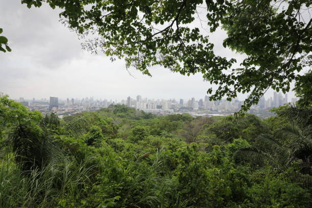 istock Nature view in Panama Jungle 961556254