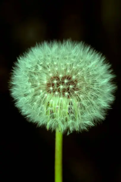 A beautiful specimen of dandelion in close up view