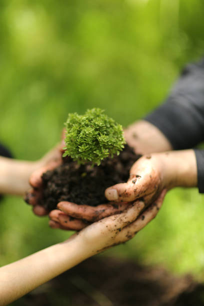 Seedling little plant in child hands