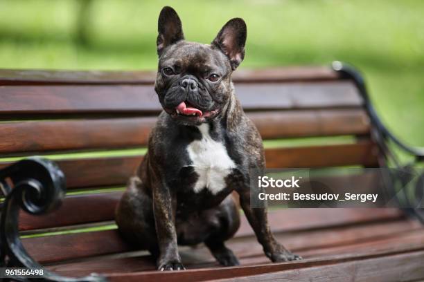 Photo libre de droit de Un Beau Bouledogue Français Est Assis Sur Un Banc Dans Un Contexte Dherbe Verte banque d'images et plus d'images libres de droit de Affiche