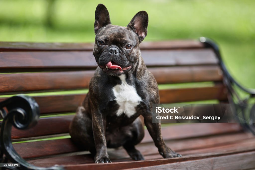 A fine French bulldog sits on a bench against a background of green grass. Animal Stock Photo