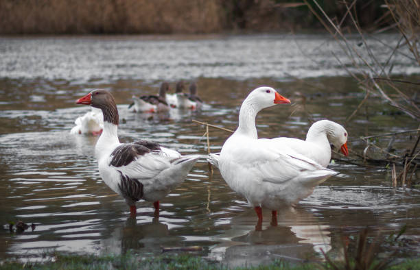 istock couple of birds on riverbank 961556918