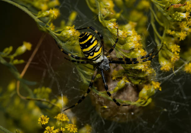 wasp spider Beautiful yellow and black wasp spier  - Argiope bruennichi - lurking in front of her cocoon arachnology stock pictures, royalty-free photos & images