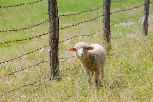 Photo is taken with full frame dslr camera outdoors on sunny springtime day at some farm