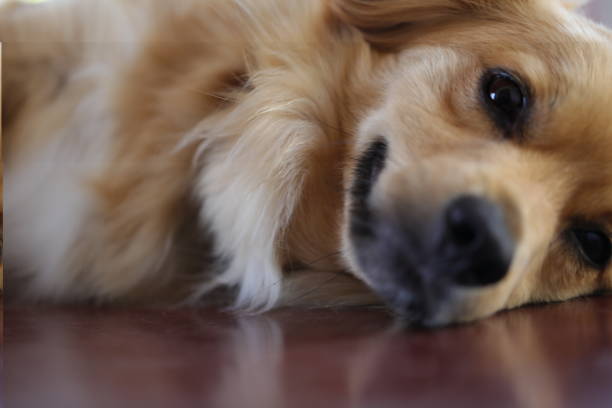 istock Outdoor dogs 961557856