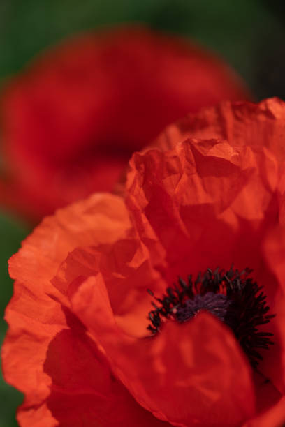 istock fresh beautiful red poppies on green field. bright blurred background 961560454