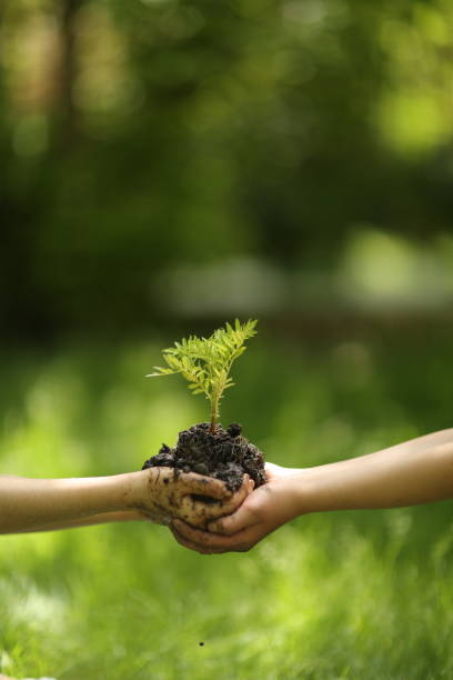 istock Seedling little plant in child hands 961561672