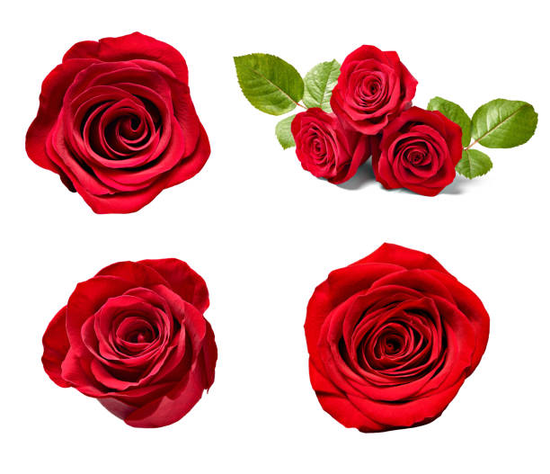 istock flower rose petal blosspm background 961562574