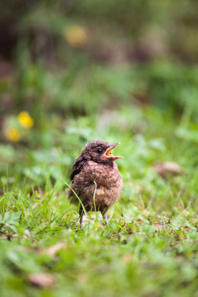 istock Closeup of a baby Common Blackbird 961564884