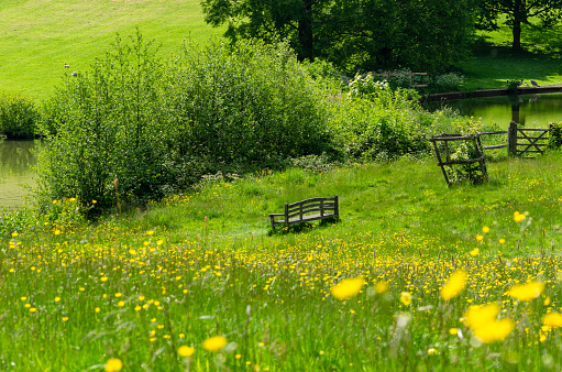 Buttercup flowers bloom as spring transitions into summer at Chartwell in Kent, England