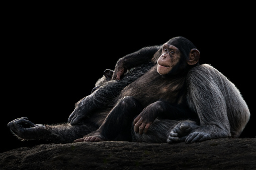 Baby Chimpanzee Resting Against Sleeping Mother