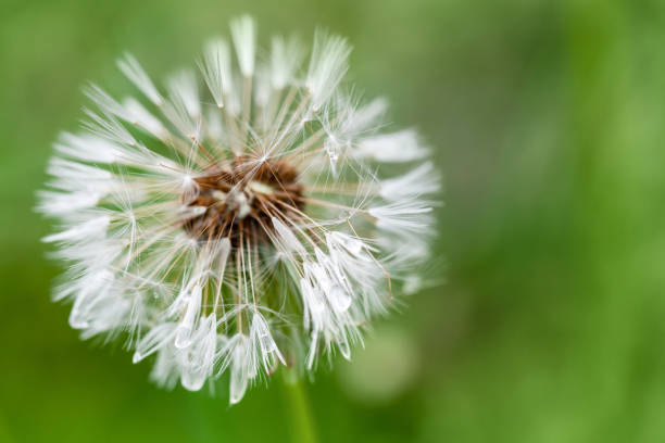 istock Wet dandelion flower with fluff, macro photo 961565870