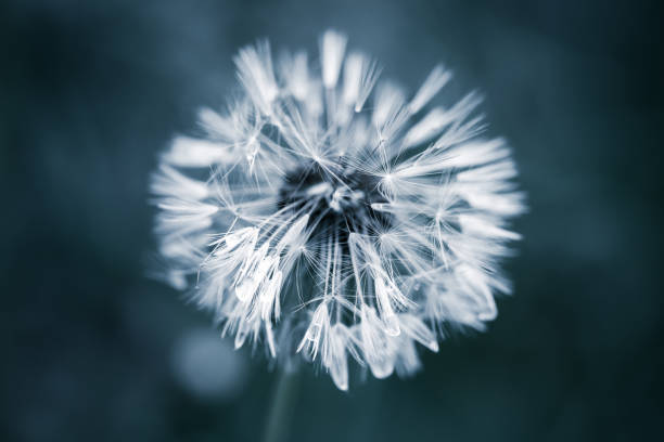 istock Wet dandelion flower with fluff, blue toned 961565900