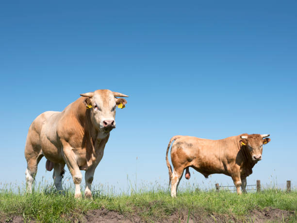 two blonde d'aquitaine bulls in dutch green grassy meadow - bulls eye fotos imagens e fotografias de stock