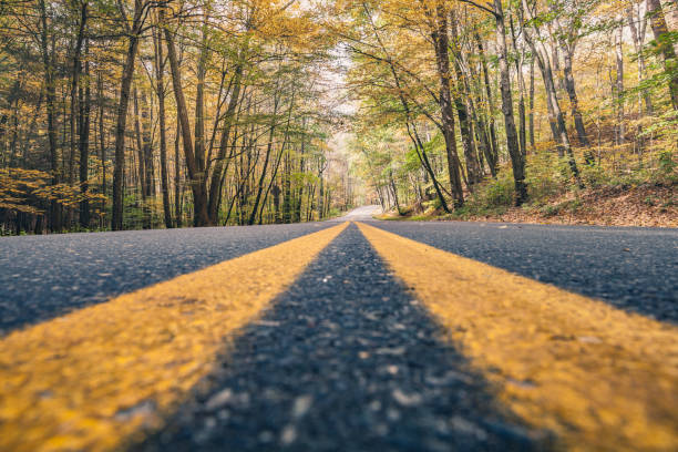 istock Low angled view of a road in the woods 961567544