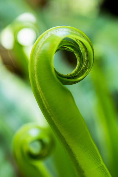 istock Young leaves Bird’s nest fern, Asplenium nidus tree 961567904