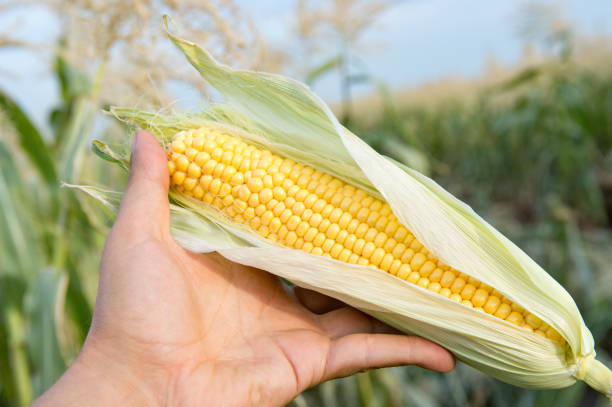 istock Farmer's hand holding fresh organic corn on blurry field background 961568414