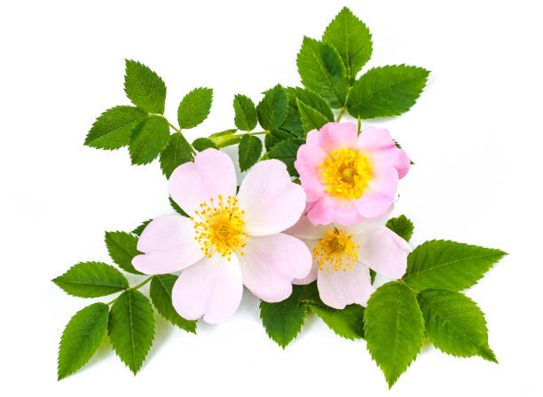 pink wild roses or dog roses flowers with green leaves. on white background - dogrose imagens e fotografias de stock