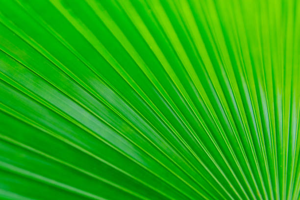 istock White Elephant Palm, White Backed Palm or Kerriodoxa elegans leaf green texture background with copy space 961572228