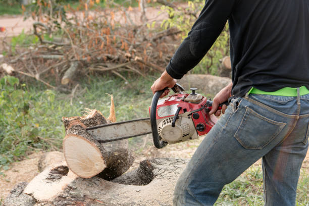istock lumberjack with chainsaw worker cutting tamarind tree trunk. Chainsaw cutting the branch 961572698