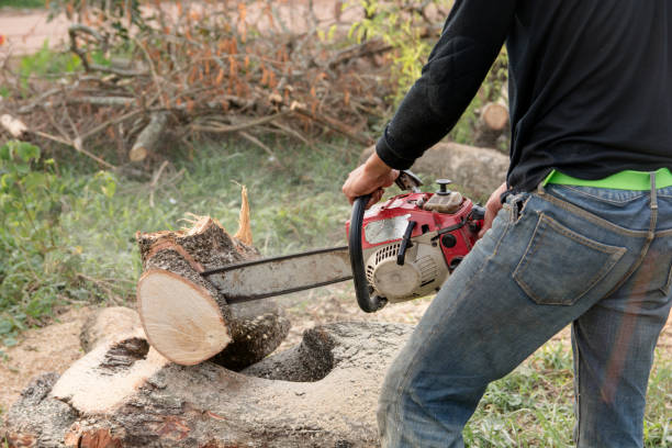 istock lumberjack with chainsaw worker cutting tamarind tree trunk. Chainsaw cutting the branch 961572762