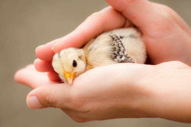 petit poussin nouveau-né se soucient - baby chicken human hand young bird bird photos et images de collection