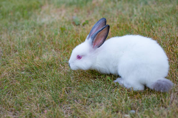 istock Cute white little rabbit with red eyes, walks on green grass 961573544