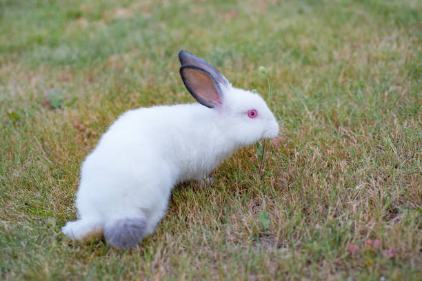 istock Cute white little rabbit with gray hears, walks on green grass 961573554