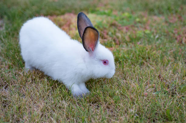 istock Fluffy white little rabbit with red eyes and gray ears, on green grass 961575634