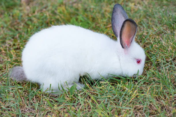 istock Fluffy white little rabbit with red eyes eating grass in the garden 961575762
