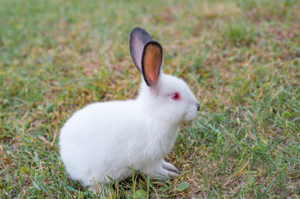 istock Tiny fluffy white rabbit with red eyes, sitting on the green grass 961575960